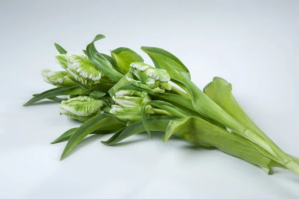 Flores Sobre Fondo Estudio Aislado — Foto de Stock