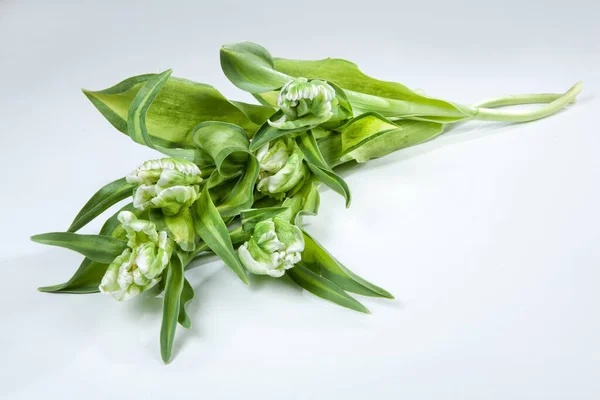 Flores Sobre Fondo Estudio Aislado — Foto de Stock