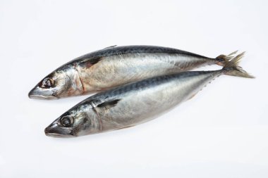 İzole edilmiş beyaz bir stüdyoda balık