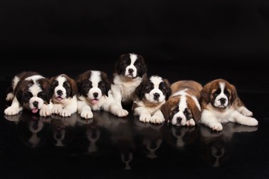 St. Bernard Puppies