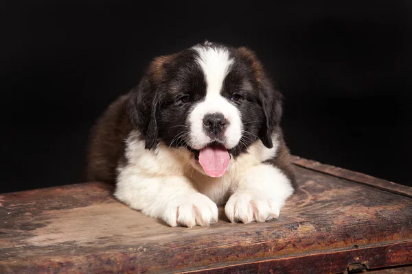 St. bernard valp — Stockfoto