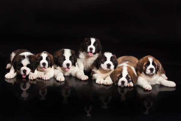 Zeven Puppies — Stockfoto