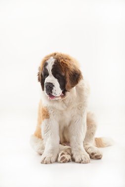 St. Bernard