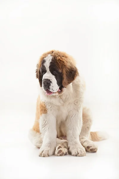 St bernard dog Stock Photos, Royalty Free St bernard dog Images | Depositphotos St bernard dog Stock Photos, Royalty Free St bernard dog Images | Depositphotos