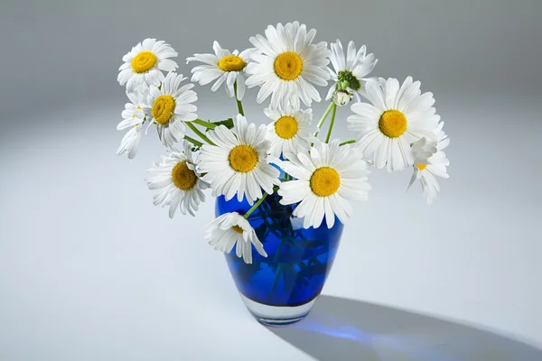 Flowers — Stock Photo, Image