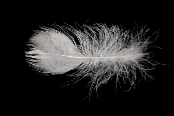 ガチョウの羽 — ストック写真