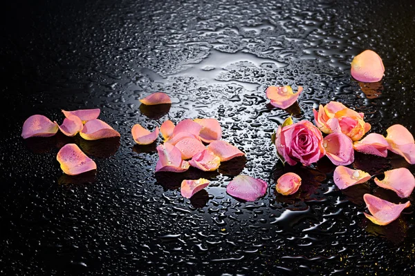 Rose and petals — Stock Photo, Image