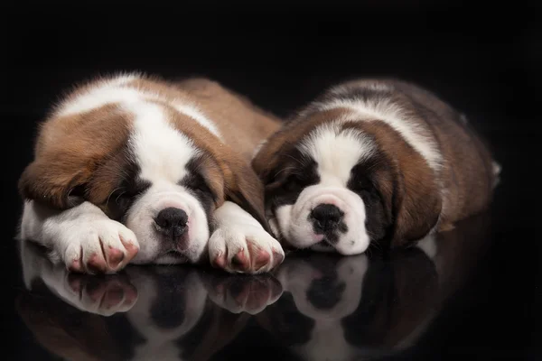 St. Bernard pups — Stockfoto