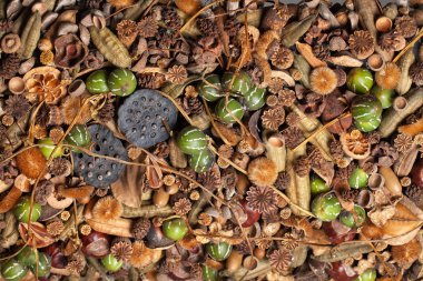 Kuru Sebze ve bitkiler