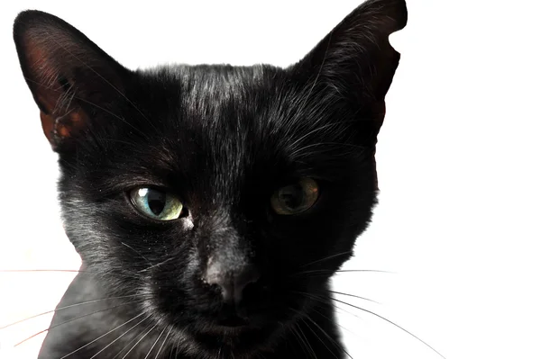 Studio beyaz arka planda siyah dişi kedi — Stok fotoğraf