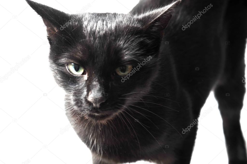 chatte noire en images