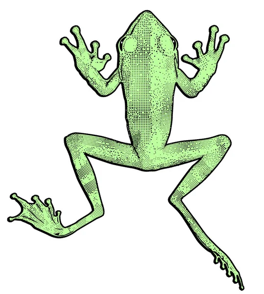 Green Frog Cut Out Vector Illustration — Stock Vector