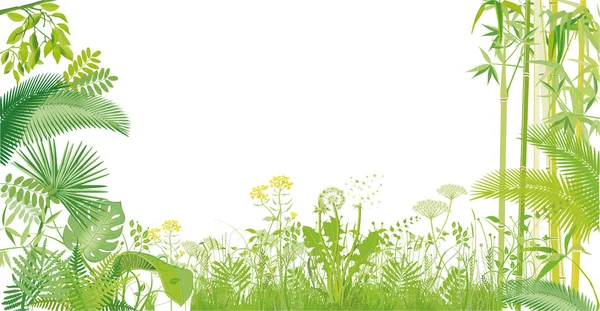 Green Grasses Plants Bamboo Isolated White Illustration — Stock Vector