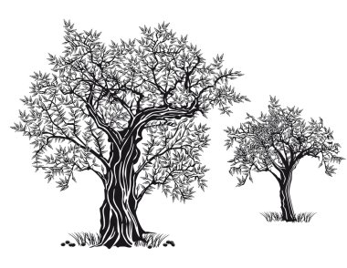 zeytin ağaçları