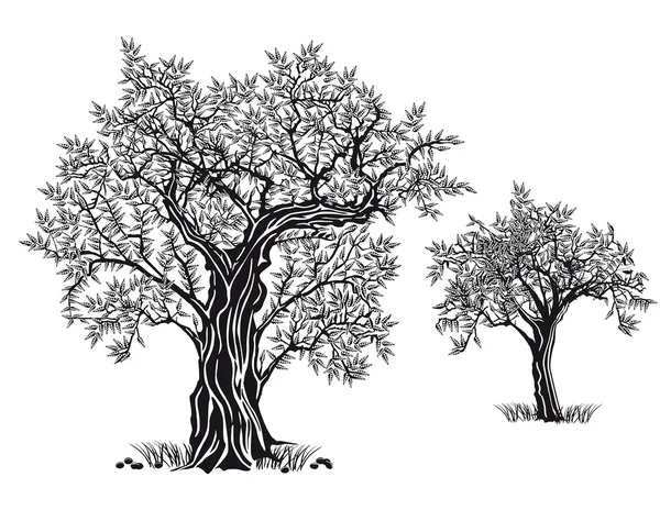 Download 780 Olive Trees Vector Images Free Royalty Free Olive Trees Vectors Depositphotos