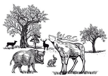 Vahşi glade üzerinde