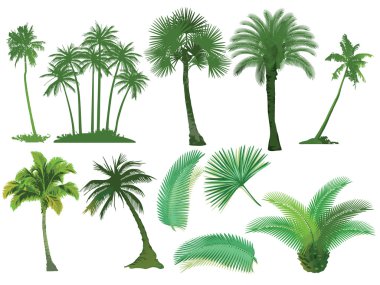 Palm ağaçlar, doğal, botanik,