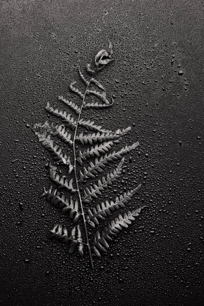 Черно-белая фотография листьев папоротника на темном фоне