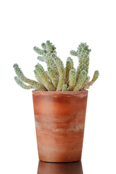 Kaktusz Agyagedényben Elkülönítve Fehér Alapon — Stock Fotó