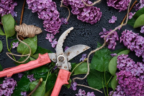 春季园艺概念 束紫色丁香和手剪在黑暗的背景 顶部视图 — 图库照片