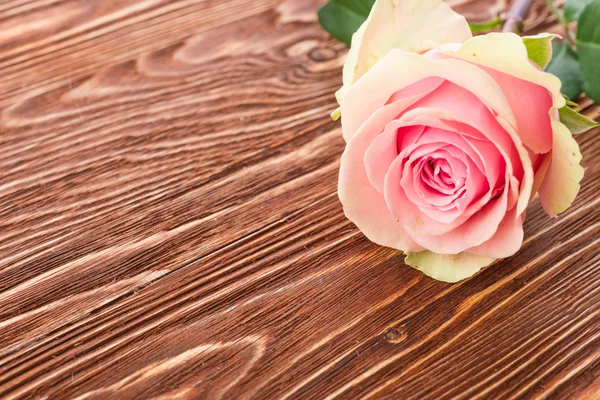 rose flower on wood