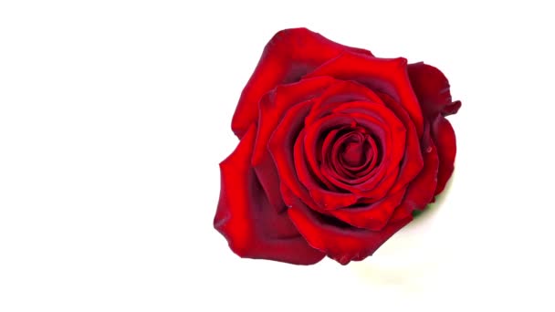 Blühende rote Rose