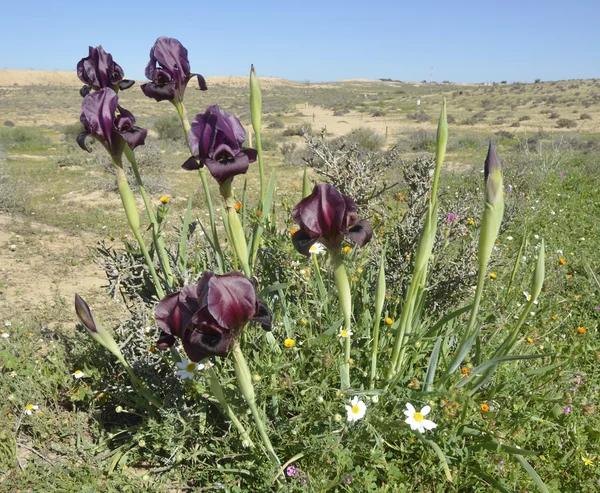 De Iris Yeruham — Stockfoto