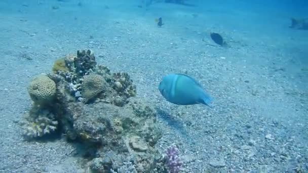 Alimentos para peixes Wrasse — Vídeo de Stock