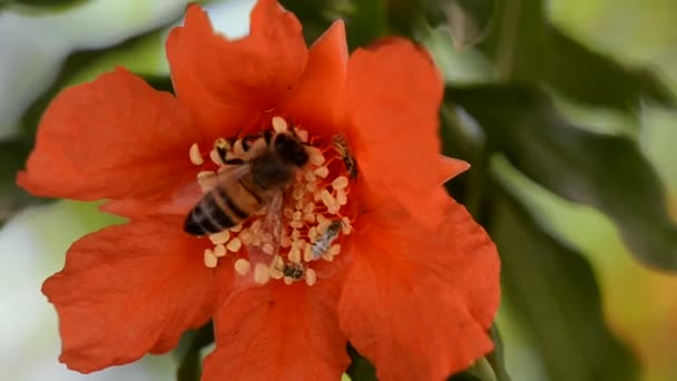 Μέλισσα μέλι, ρόδι λουλουδιού — Αρχείο Βίντεο