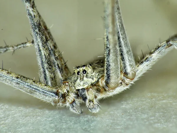 Spider Full Ansikte Visa Åtta Ben Sex Ögon Ljus Bakgrund — Stockfoto