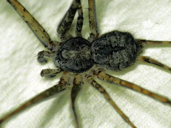 Spider Vue Dessus Huit Jambes Six Yeux Sur Une Lumière — Photo