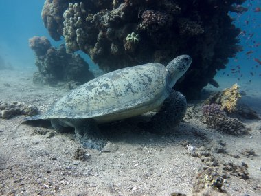 yeşil deniz kaplumbağası