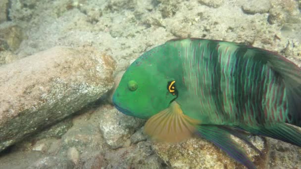 Fish broomtail wrasse — Stock Video