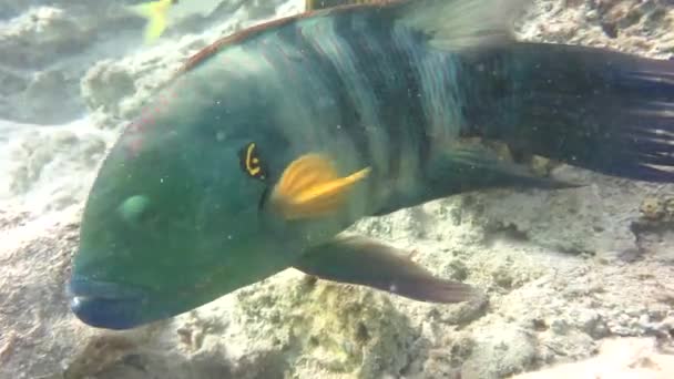 Rabo de escoba wrasse — Vídeos de Stock