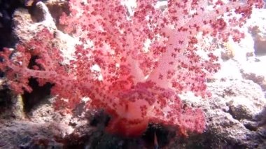 Forsskals Coatfishthe site mağaralar