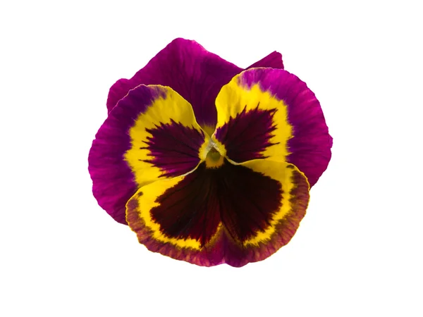 Flower of viola tricolor on white. — Stock Photo, Image