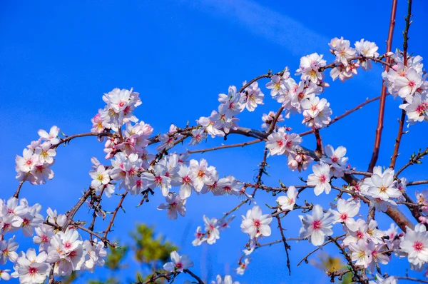 Rami di mandorlo in piena fioritura su cielo blu . — Foto Stock