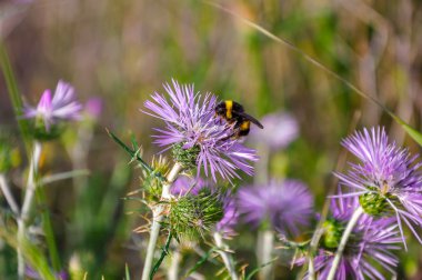 Küçük uğur böceği (coccinellidae) arasında vahşi Deve dikeni (otu).