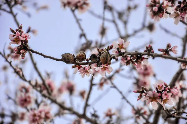 Rami di mandorlo con fiori e frutti vecchi . — Foto Stock