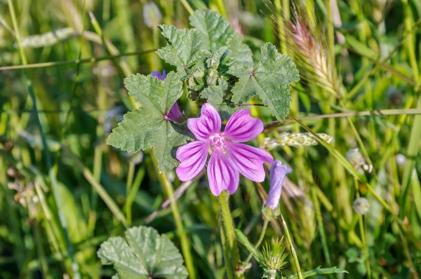 Ortak ebegümeci çiçeği.