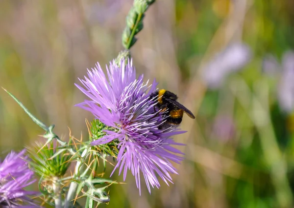 Küçük uğur böceği (coccinellidae) arasında vahşi Deve dikeni (otu).