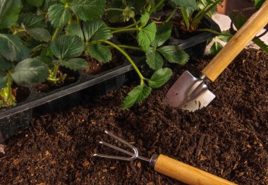 Bahçe iş. Çilek dikim.