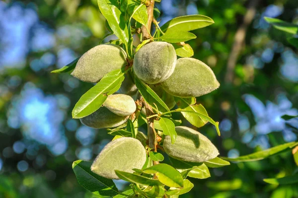 Mandelzweig mit grünen Nüssen und Blättern. — Stockfoto