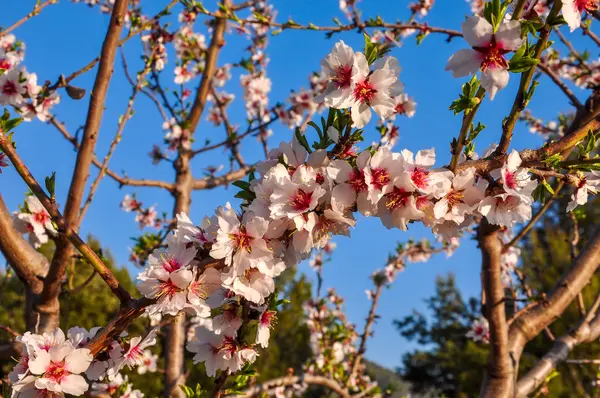 Mandorlo in piena fioritura . — Foto Stock