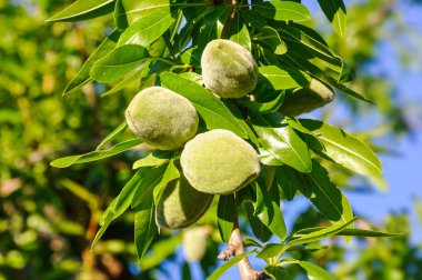 Badem ağacı dalı yaprakları ve yeşil fındık ile.