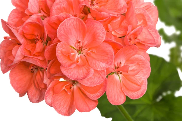 Pobočka růžové cranesbill (pelargonium, pelargónie) květy na bílém pozadí. — Stock fotografie