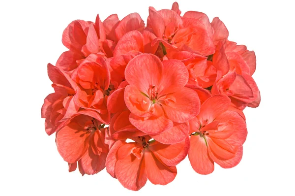 Orange lax Midsommarblomster (pelargonium, geranium, malva) blommor på vit. — Stockfoto