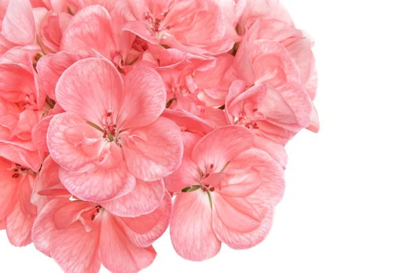 Rosafarbener Kranich (Pelargonien, Geranien) blüht auf weißem Grund. — Stockfoto