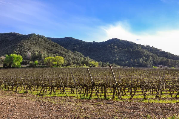 Hermoso viñedo en primavera, Cataluña (España) ). — Foto de Stock