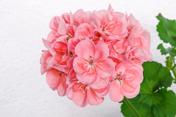 Pembe cranesbill (Sardunya, Sardunya) çiçekli bahar çiçeği Şubesi.
